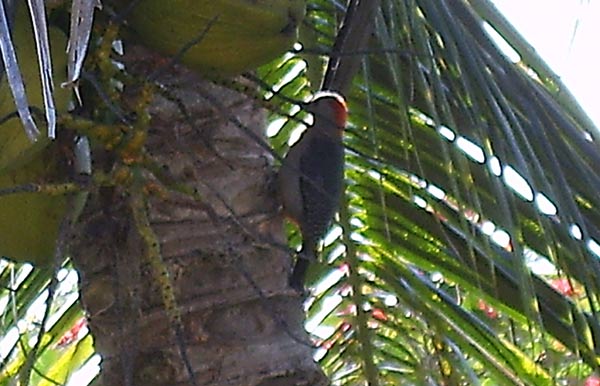 woodpecker